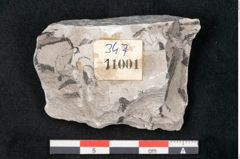 Foto (Detailansicht) von Calamites sp.  (NHMW-GEO-2024-0188-11001)